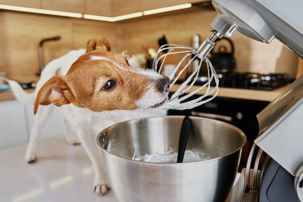istock Dog lick electric kitchen mixer whisk 1351218772