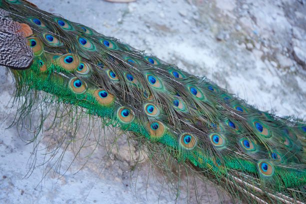 istock Detail of beautiful peacock tail 1351219006