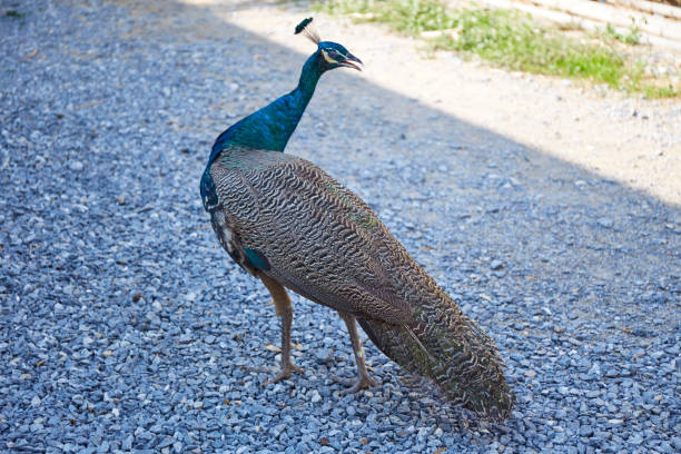istock Beautiful peacock in natural background 1351219067