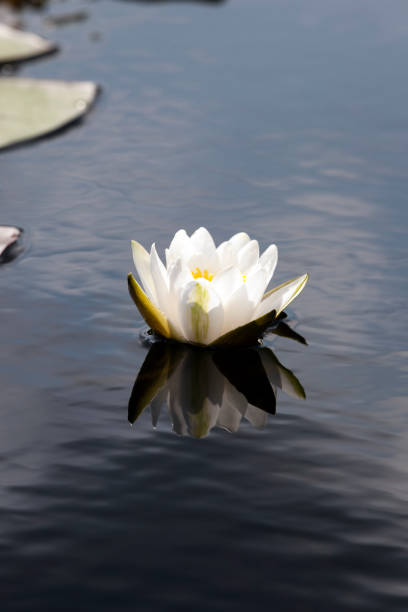 istock white water lily growing in a swampy area 1351220129