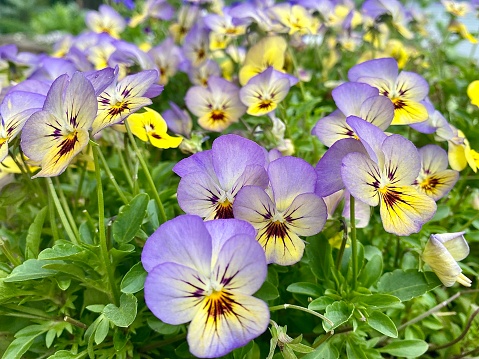 Horizontal close up select focus of purple yellow pansies in bloom flowering wild in grass field