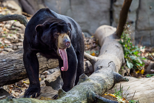Malayan sun bear also known as a Malaysian bear (Helarctos malayanus) showing its tongue.
