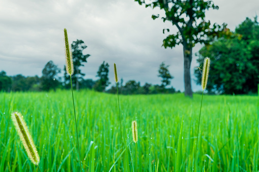 Golden grass flower with blur cloudy sky in rainy season. Green rice field with grass flower. Rice plantation. Green rice paddy field. Organic rice farm in Asia. Outdoor fresh air. Nature healing.