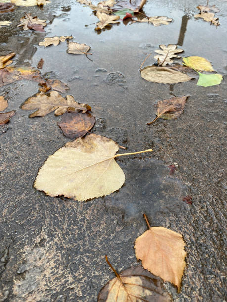 istock Yellow leaves in puddle on wet ground 1351225256
