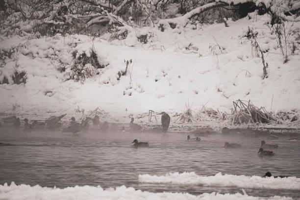 Dark silhouettes of birds in a river. Snow on the bank, ice on water. Bird watching in Neris, Lithuania. Selective focus on the animals, blurred background.