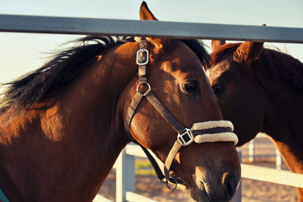 istock brown elegance horse portrait background 1351228376