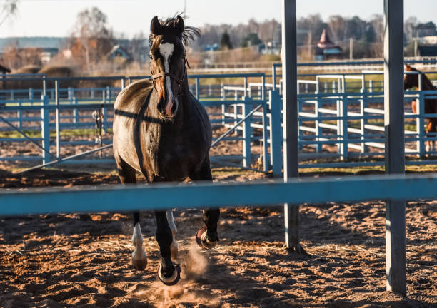 istock brown elegance horse portrait background 1351228458