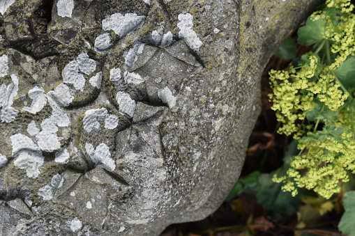 Contrasts - a growing plant and a plant that has been carved into sandstone.