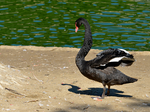Black swan swimming on water