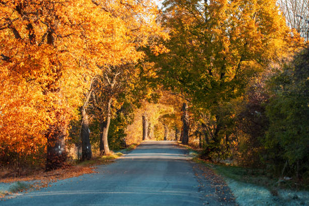 istock fall colored trees in alley in countryside 1351231468