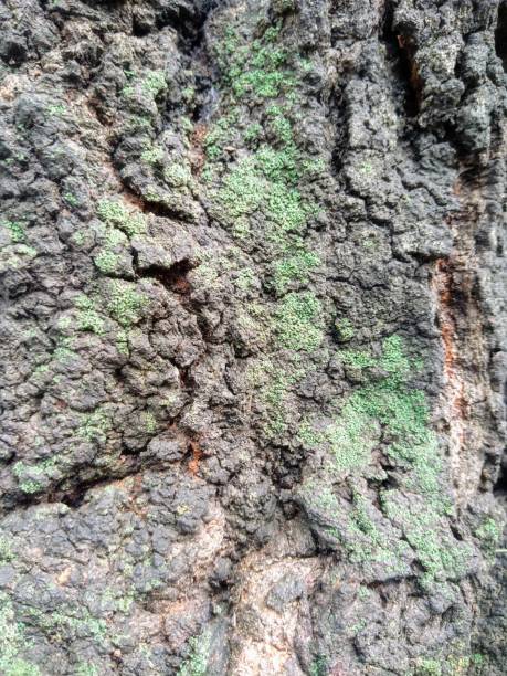 古くて湿った松の木の幹の質感 - bristlecone pine bark tree curve ストックフォトと画像