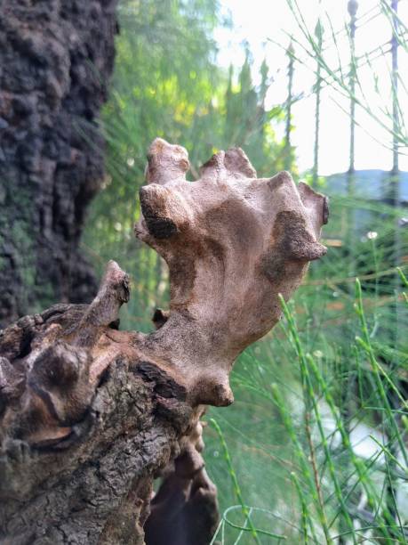 独特の明るい茶色の松の木の幹 - bristlecone pine bark tree curve ストックフォトと画像