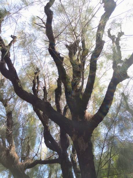 古くて湿った松の木の幹の質感 - bristlecone pine bark tree curve ストックフォトと画像