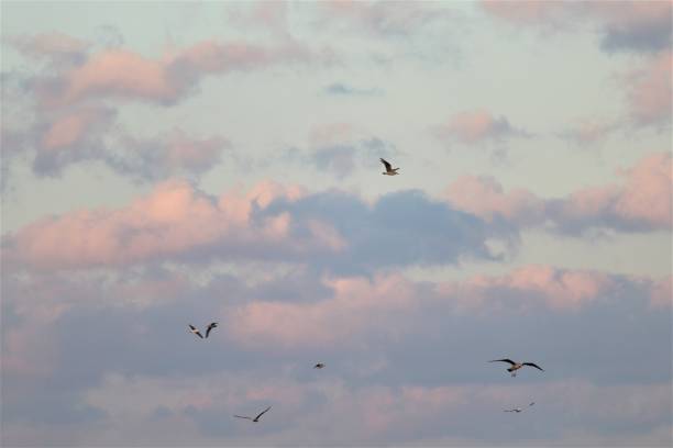 istock Seagulls above the sea while the sun is down 1351236076