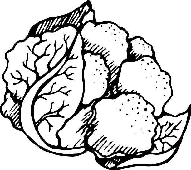 illustrazioni stock, clip art, cartoni animati e icone di tendenza di cavolfiore, disegnato con una penna, contorno nero con sfumatura - cauliflower vegetable black illustration and painting