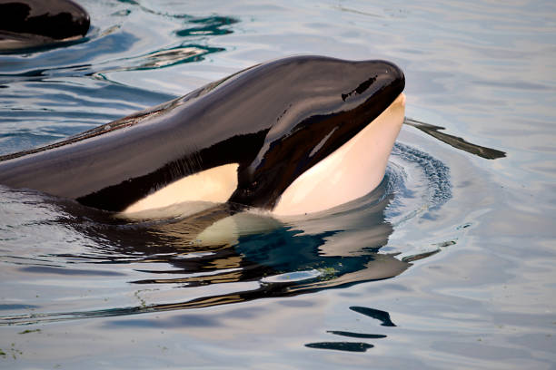 istock Head of killer whale 1351236480