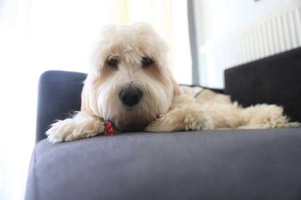 istock The goldendoodle dog at the coach 1351237495