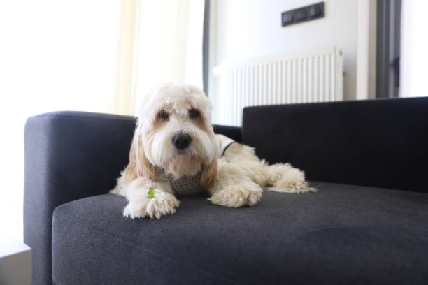 istock The goldendoodle dog at the coach 1351237512