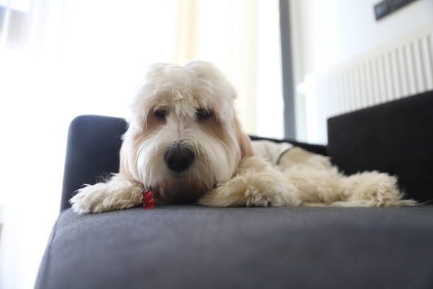 istock The goldendoodle dog at the coach 1351237514
