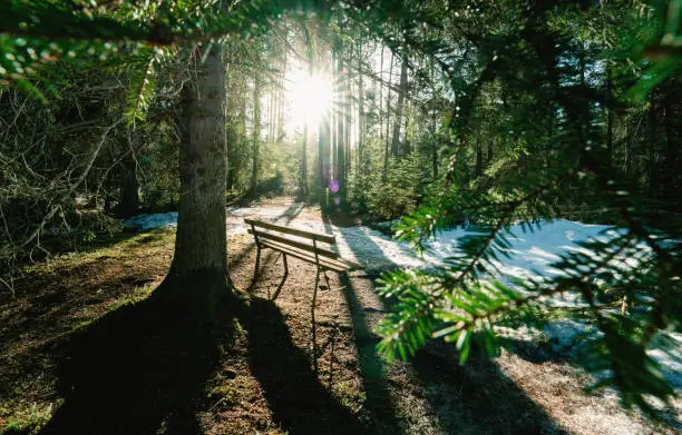 Photo of Bench in evergreen forest surrounded by melting snow with sunstar, Tirol, Austria