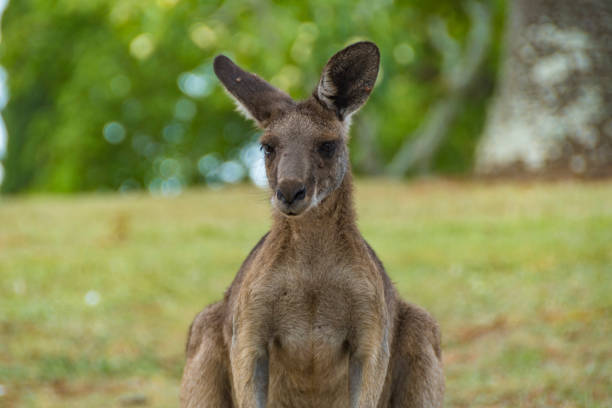 istock Kangaroos In the Wild in Goodna, Queensland Australia 1351237885