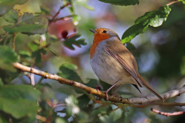 istock Rougegorge familier - European Robin (Erithacus rubecula). 1351238047