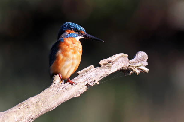istock European Kingfisher - Common Kingfisher (Alcedo atthis). 1351238122