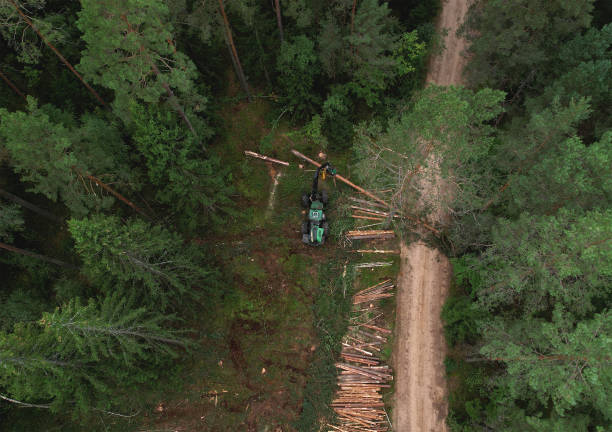 istock Forest harvester during sawing trees in a forest. 1351238942