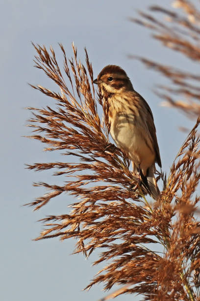 istock Reed Sparrow - Common Reed Bunting (Emberiza schoeniclus). 1351238972