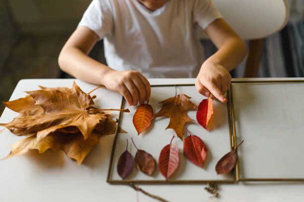 istock The boy makes a composition with leaves in a glass frame while sitting at home in the kitchen. Happy childhood concept. 1351239475