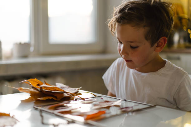 istock The boy makes a composition with leaves in a glass frame while sitting at home in the kitchen. Happy childhood concept. 1351239495