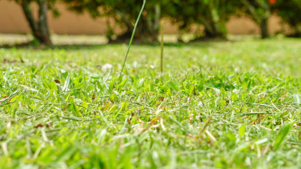 Nature green grass texture background stock photo