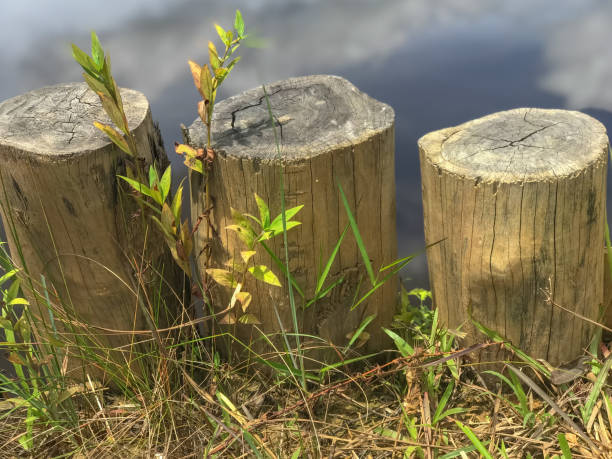 istock wooden log with nature background 1351239558