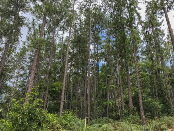 Majestic green pine tree forest, Sook Lake, Borneo stock photo