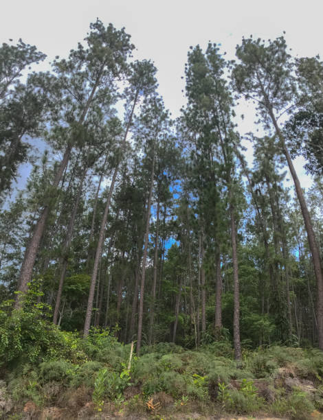 istock Majestic green pine tree forest, Sook Lake, Borneo 1351239579