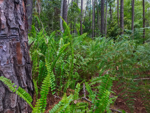 Majestic green pine tree forest, Sook Lake, Borneo stock photo