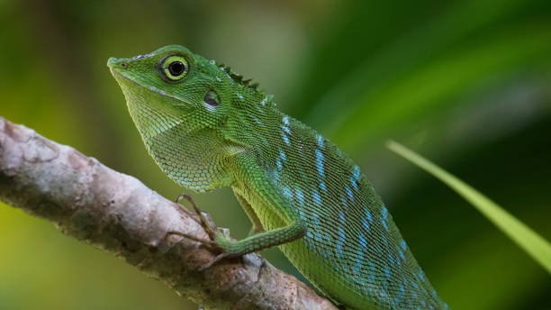 istock Green lizard on branch, green lizard sunbathing on branch. 1351239624