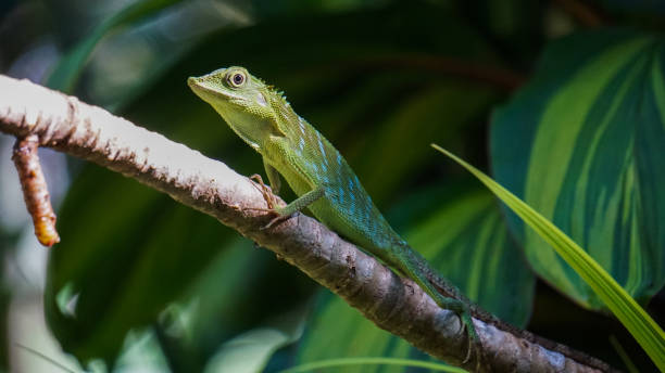 Green lizard on branch, green lizard sunbathing on branch. stock photo