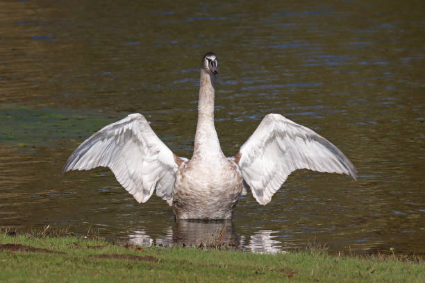 istock Mute swan - Mute Swan (Cygnus olor). 1351239668
