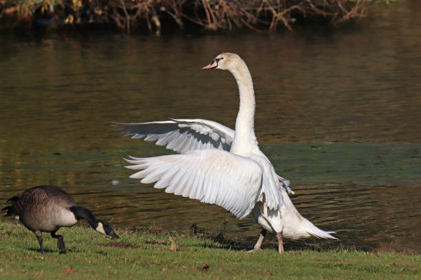 istock Mute swan - Mute Swan (Cygnus olor). 1351239679