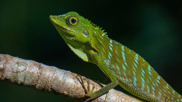 Green lizard on branch, green lizard sunbathing on branch. stock photo