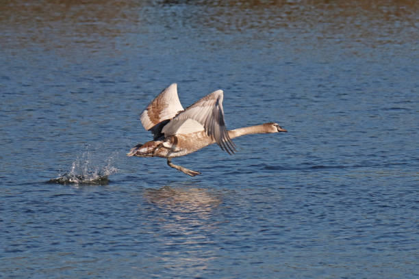 istock Mute swan - Mute Swan (Cygnus olor). 1351239703