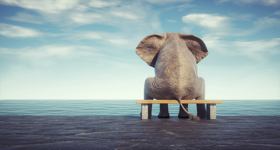 Elephant sitting on bench admiring the ocean. This is a 3d render illustration. Composites & CGI\nComputer composites, illustrations or CGI of animals in unnatural situations are acceptable.