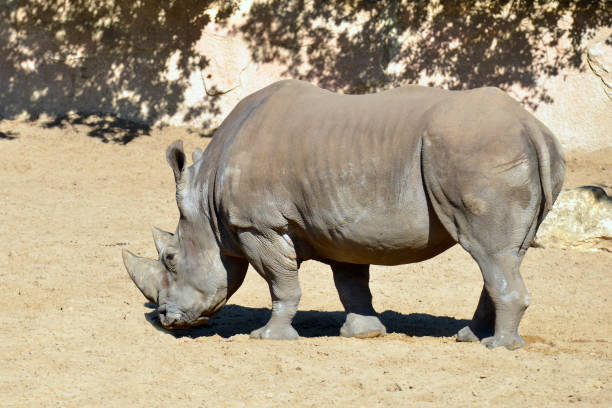 istock White rhinoceros standing on sand 1351241204