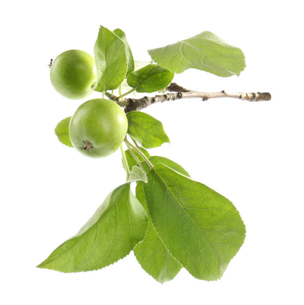 istock Tree branch with green apples isolated on white 1351243101