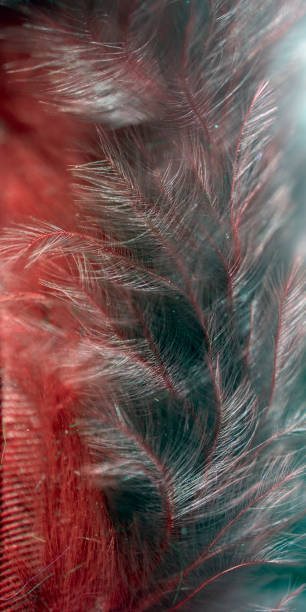 istock Feather in green and red colors, macro photo. abstract background. 1351245190