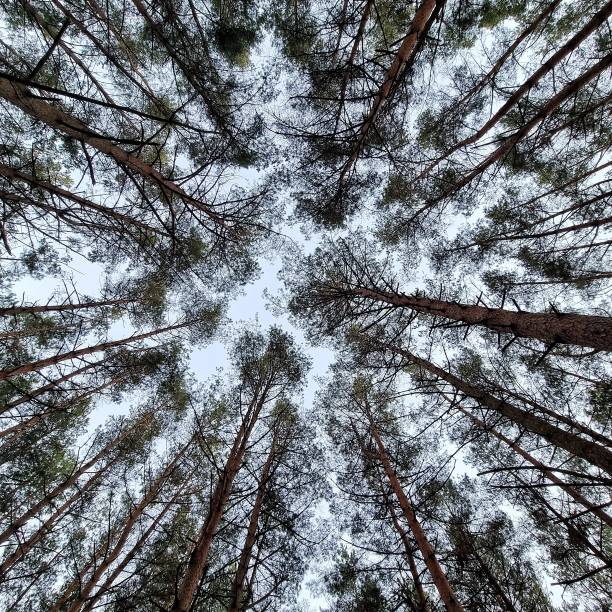 istock Heaven of forest 1351247517