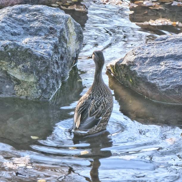 istock Duck in The Lake 1351247525