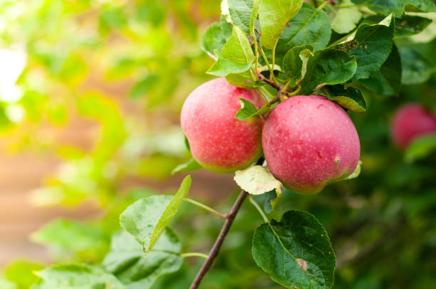 istock Branch with some red apples on ?tree. Warm sun rays 1351247934
