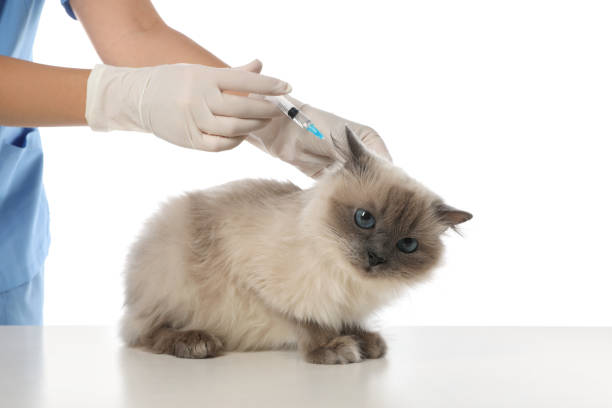 Professional veterinarian vaccinating cat on white background, closeup